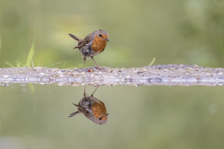 Wat is er nou mooier dan ee roodborstje?   Twee roodborstjes natuurlijk!