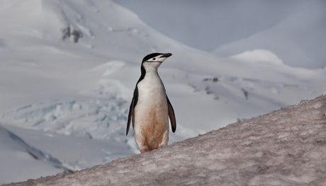 chinstrap pinguin