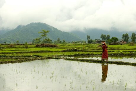 rijstvelden in Nepal