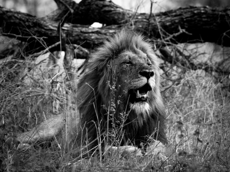 Lion - Krugerpark