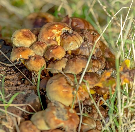 Paddenstoelen