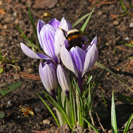 Houvast aan bloembladen