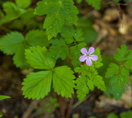 Bloem in de duinen