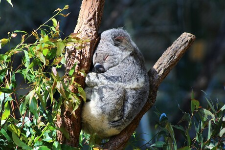 koala