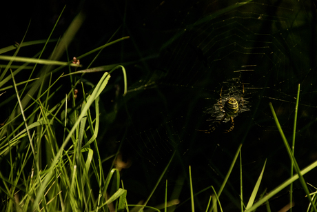 spin in het licht