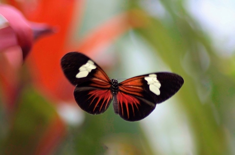 Flying butterfly