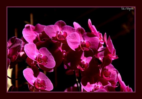 Paarse orchideen