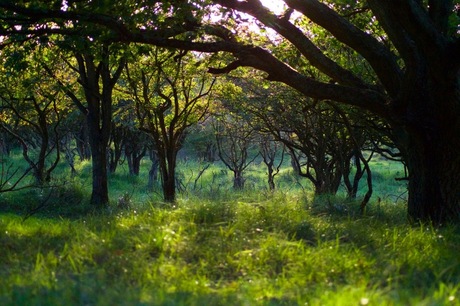 Amsterdamse Waterleidingduinen