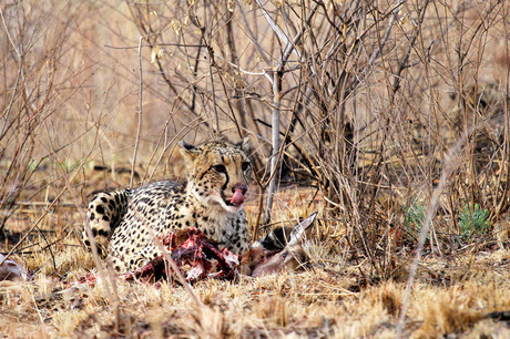 Cheetah geniet van Prooi!.jpg