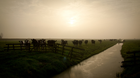 Morning-Cows