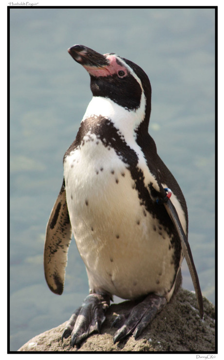 "Humboldt Pinguin"