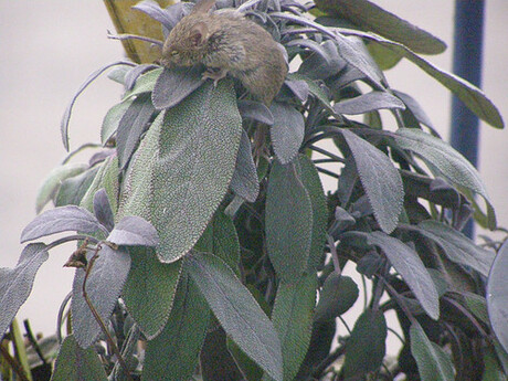 muisje op ons balkon