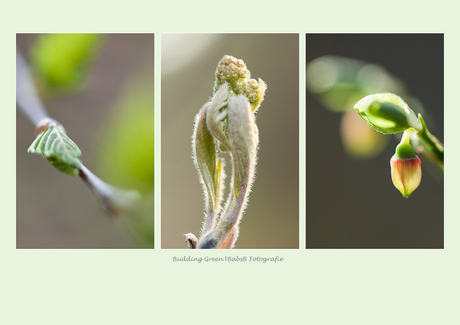 Budding Green