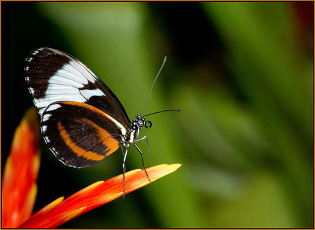 de tong van een vlinder................................