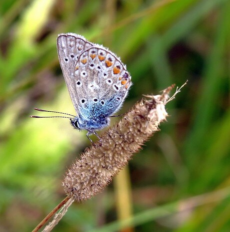 Icarus Blauwtje