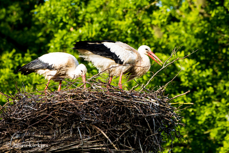 2 ooievaars op nest