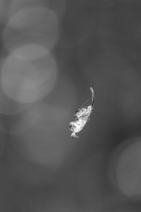 Fragile as a leave in autumn...