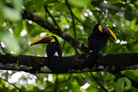 Toucans in Costa Rica