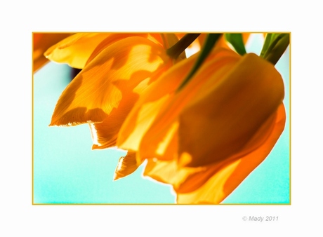 Tulpen creatie(f) 3