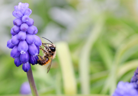 Bij op blauwe druif 