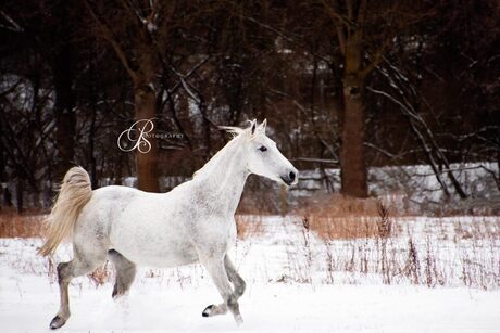 Zafire de witte arabier