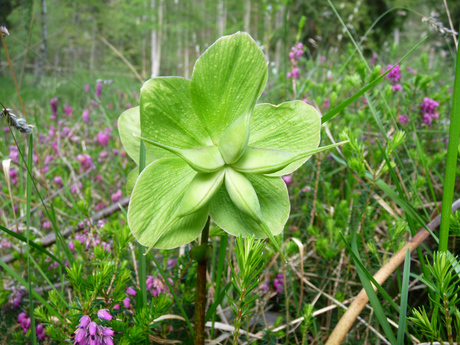 Helleborus Niger Subsp. Macrantis