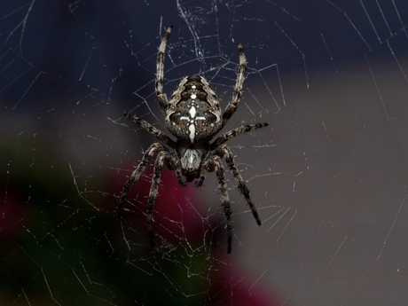 Kruisspin - Araneus diadematus