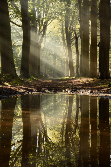 Herfst reflectie 