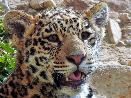 Dit was toen een van de welpen oude opname