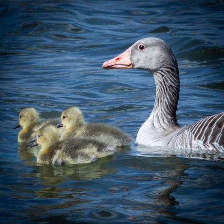 Gans