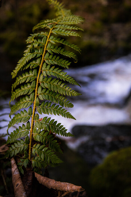 Fern Rising
