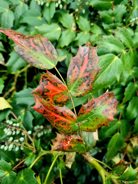 ··· Close up of shiny English holly leaves