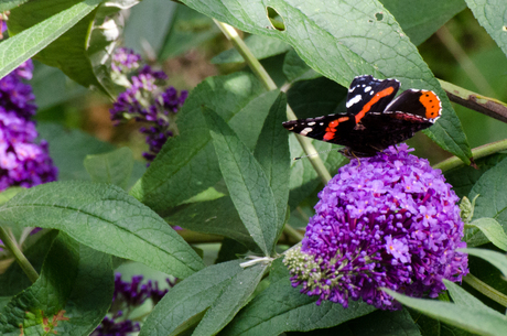 Atalanta vlinder in de tuin