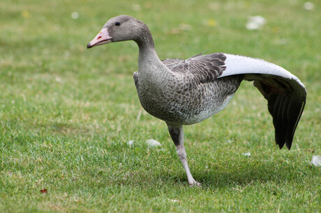 gans in de yoga stand