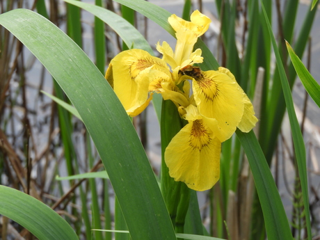 'Lentebriesje'