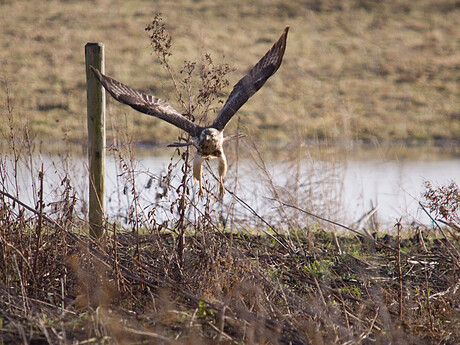 buizerd