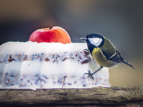 Een heerlijke vogeltaart voor het koolmeesje!