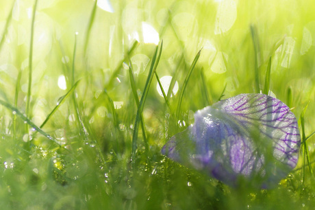 A TINY PURPLE LEAF