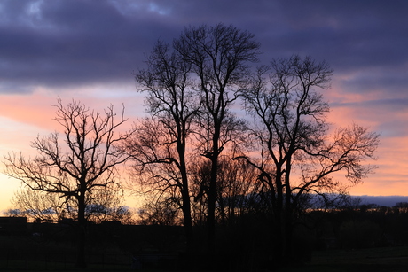 Bomen