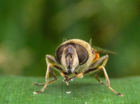 Onvoorspelbare bijvlieg