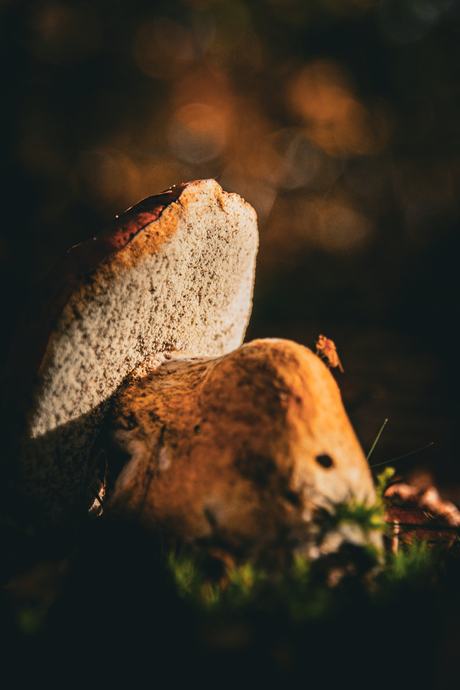 Mushroom with bokeh