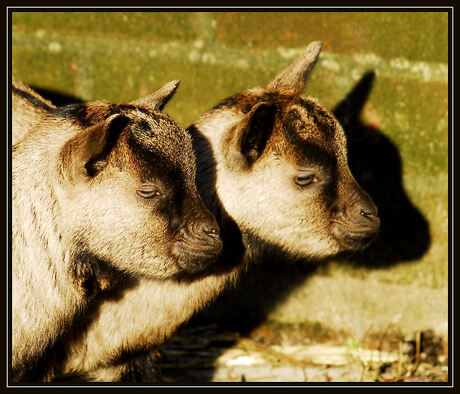 Close up jonge geitjes