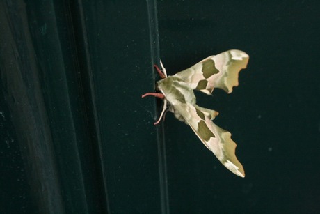 mooie vlinder op de voordeur