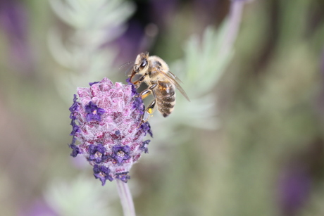 Bij op lavendel
