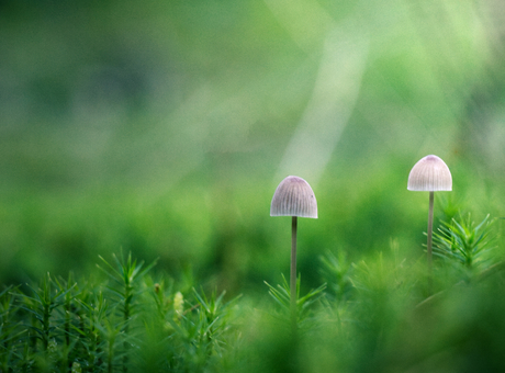 Herfst