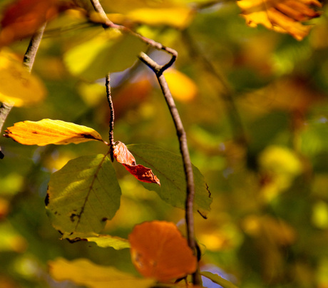 Herfst kleuren...