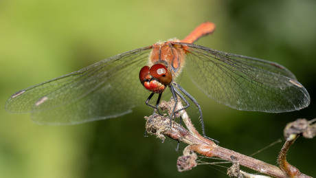 Bloedrode Heidelibel