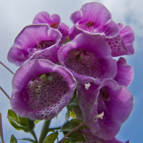 Digitalis