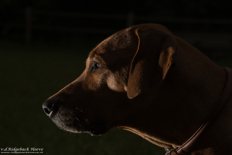 Portret van een Rhodesian Ridgeback