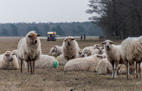 Venlo Gliding with Sheep